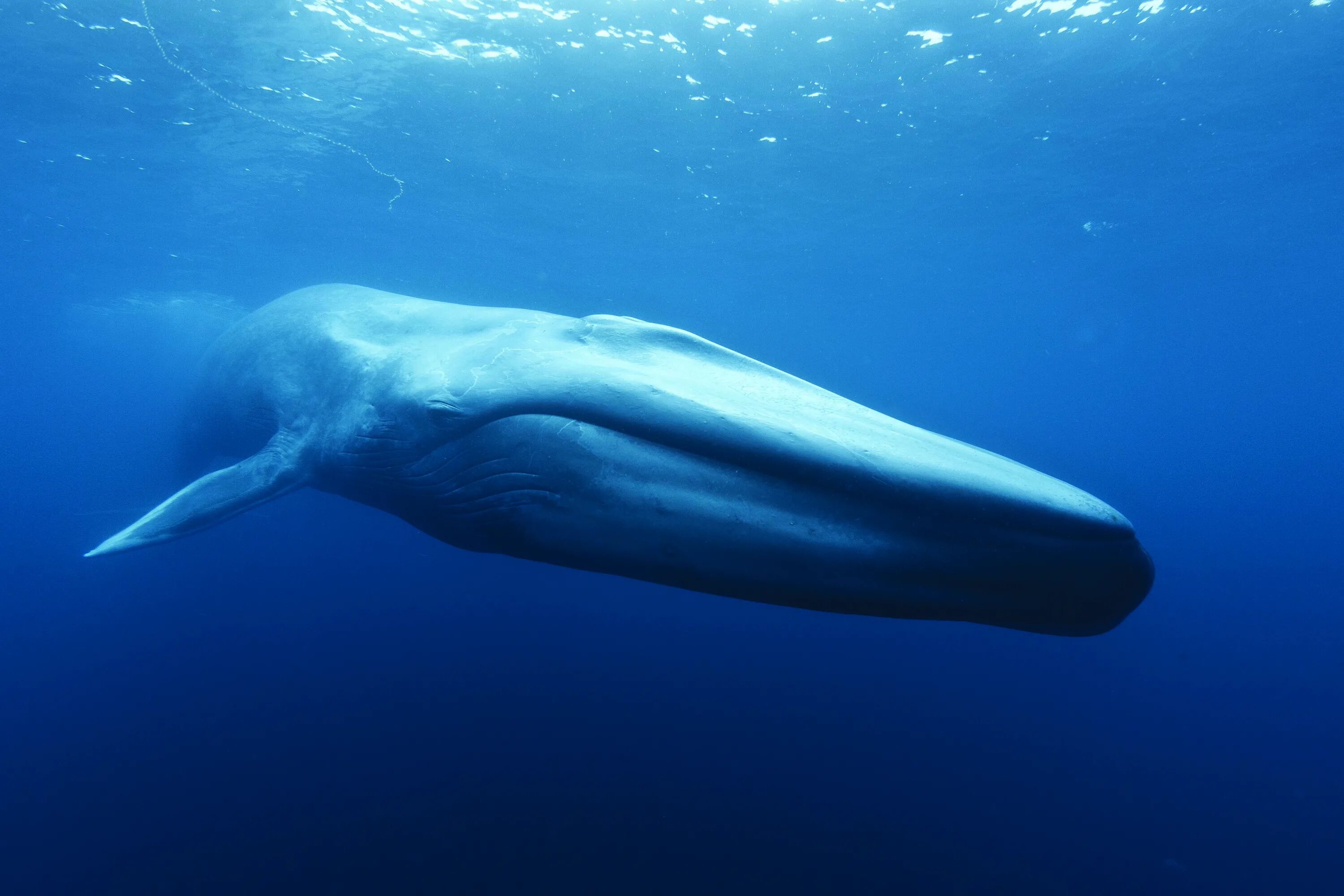 Покажи фото синего кита Out of the Depths: The Blue Whale Story Royal Ontario Museum