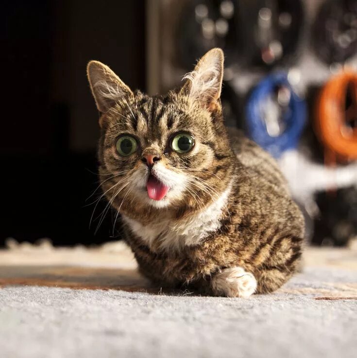 Покажи фото смешных котиков Lil' Bub Funny animals, Cats, Pets