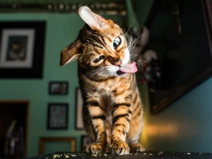 Покажи фото смешных котиков Photographer Captures Cats Enjoying Catnip and It's Hilarious Cute cats, Cat pho