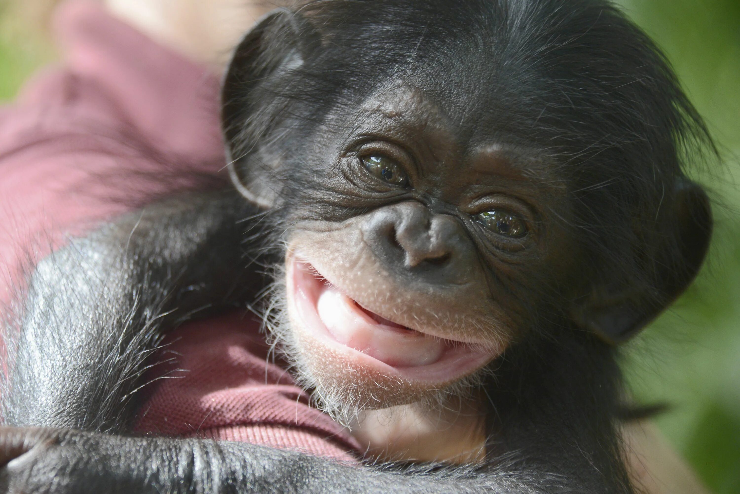 Покажи фото смешных обезьян Related image Baby chimpanzee, Baby pigs, Cute baby animals