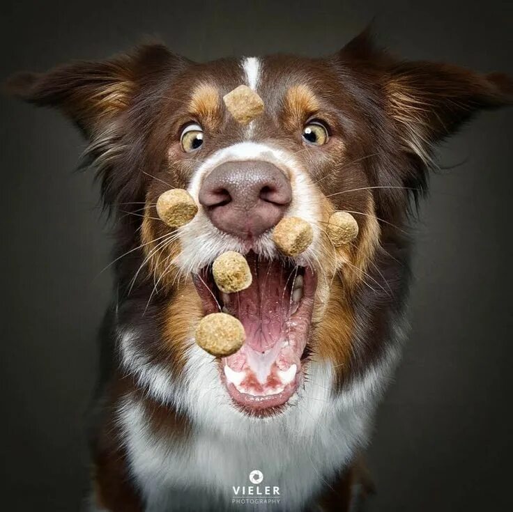 Покажи фото смешных собак Funny Photos of Dogs Concentrating on Catching Treats in Mid-Air Dog photoshoot 