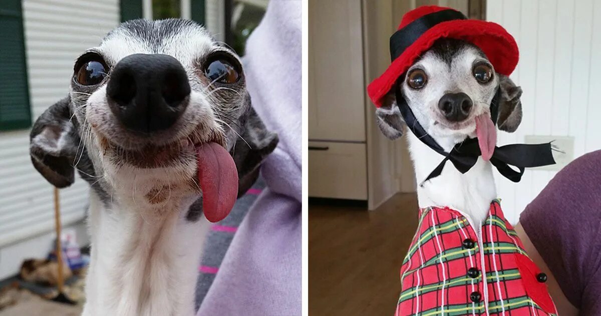 Покажи фото смешных собак Meet Zappa, The Sid Lookalike Dog With A Floppy Tongue Dogs, Italian greyhound, 