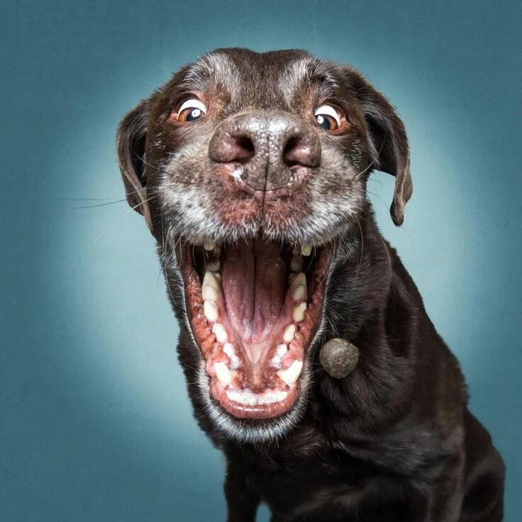 Покажи фото смешных собак 18 fotos muito engraçadas de cães concentrando-se para pegar guloseimas em pleno