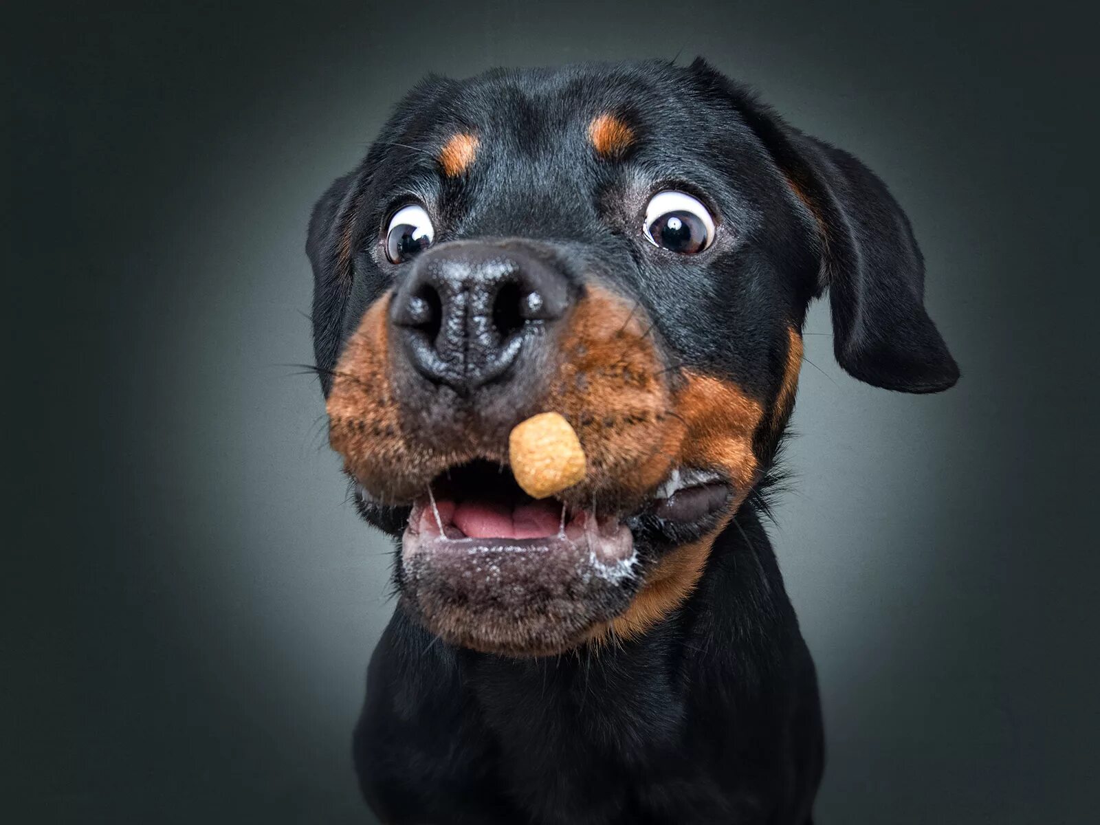 Покажи фото смешных собак The unbridled joy of dogs catching treats