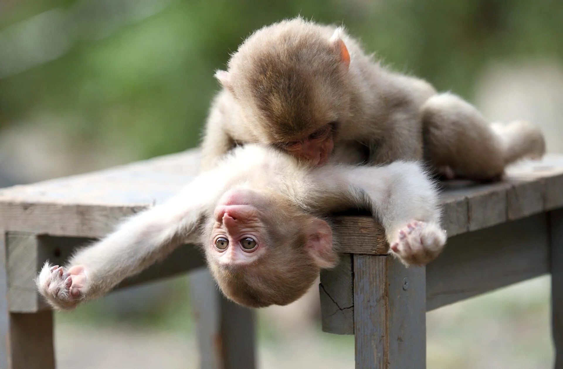 Покажи фото смешных животных Download Cuddling Cute Monkey Photo Wallpaper Wallpapers.com