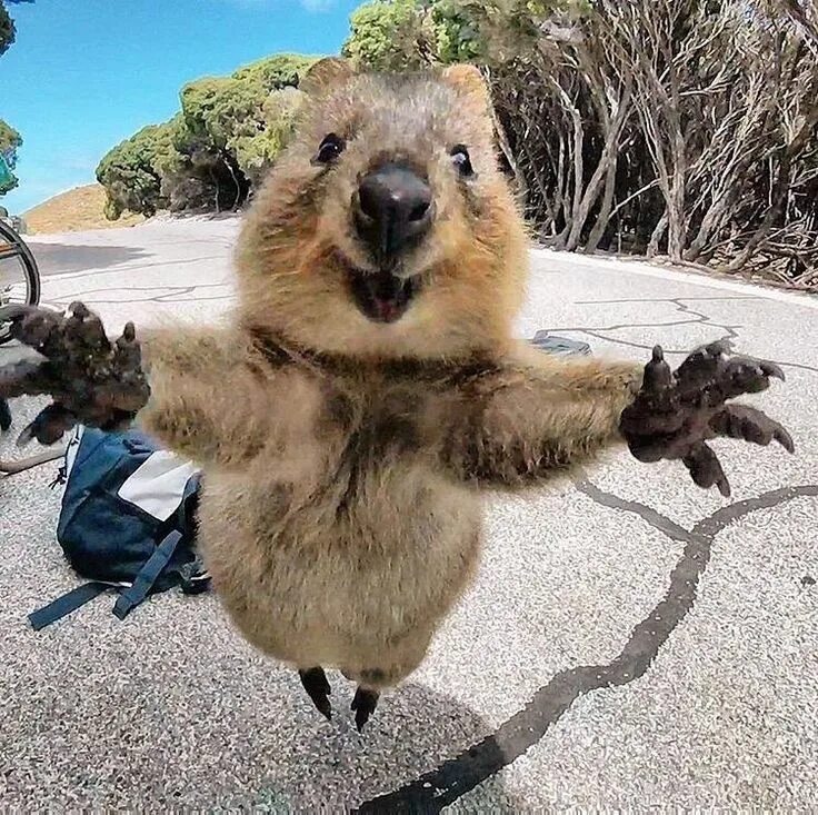 Покажи фото смешных животных Man Takes Selfie With Cute Quokka Who Then Continues to Follow Him Квокка, Улыба