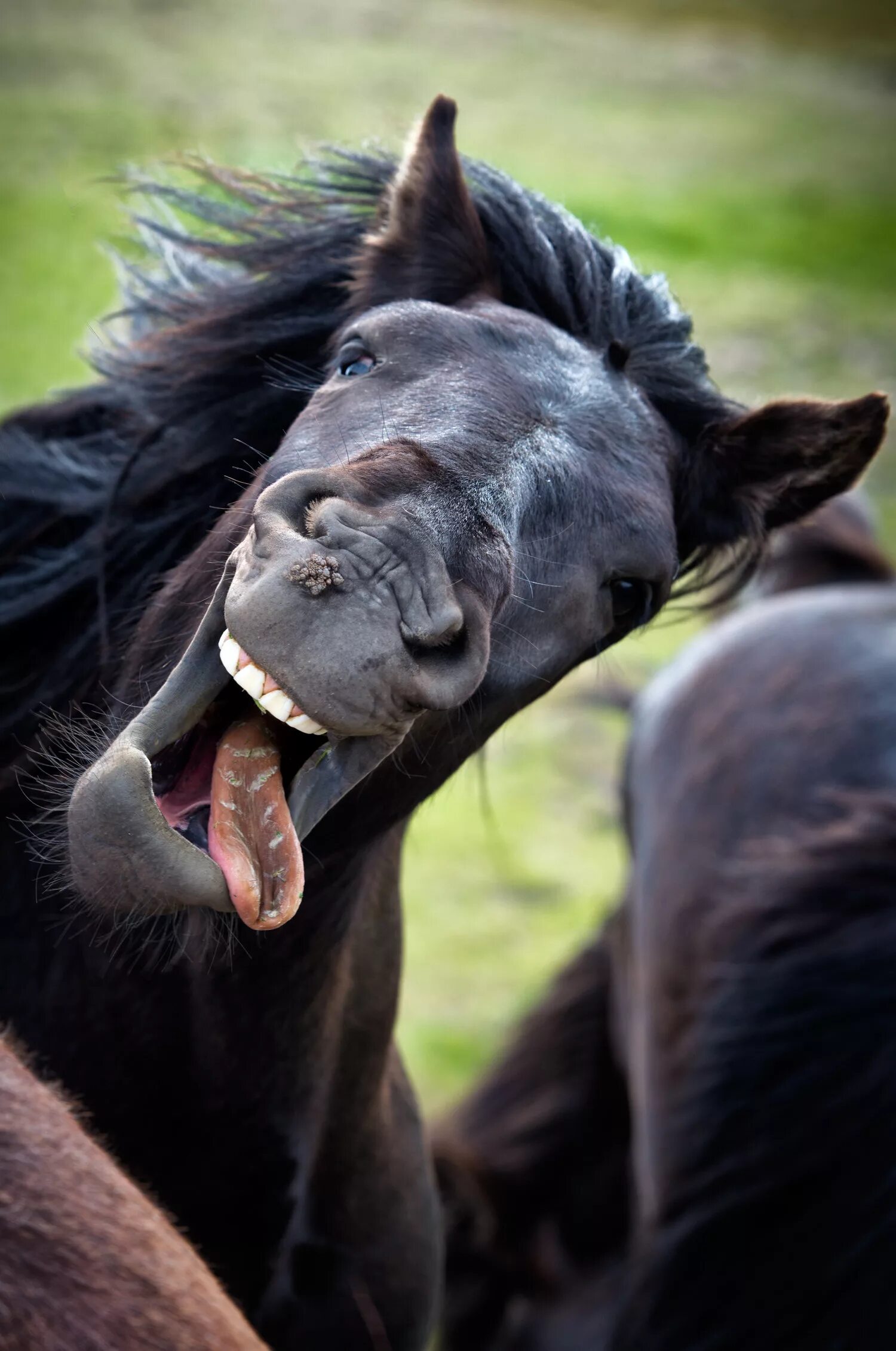 Покажи фото смешных животных These Animal Photos Are So Perfectly Timed They're Sure To Make You Laugh