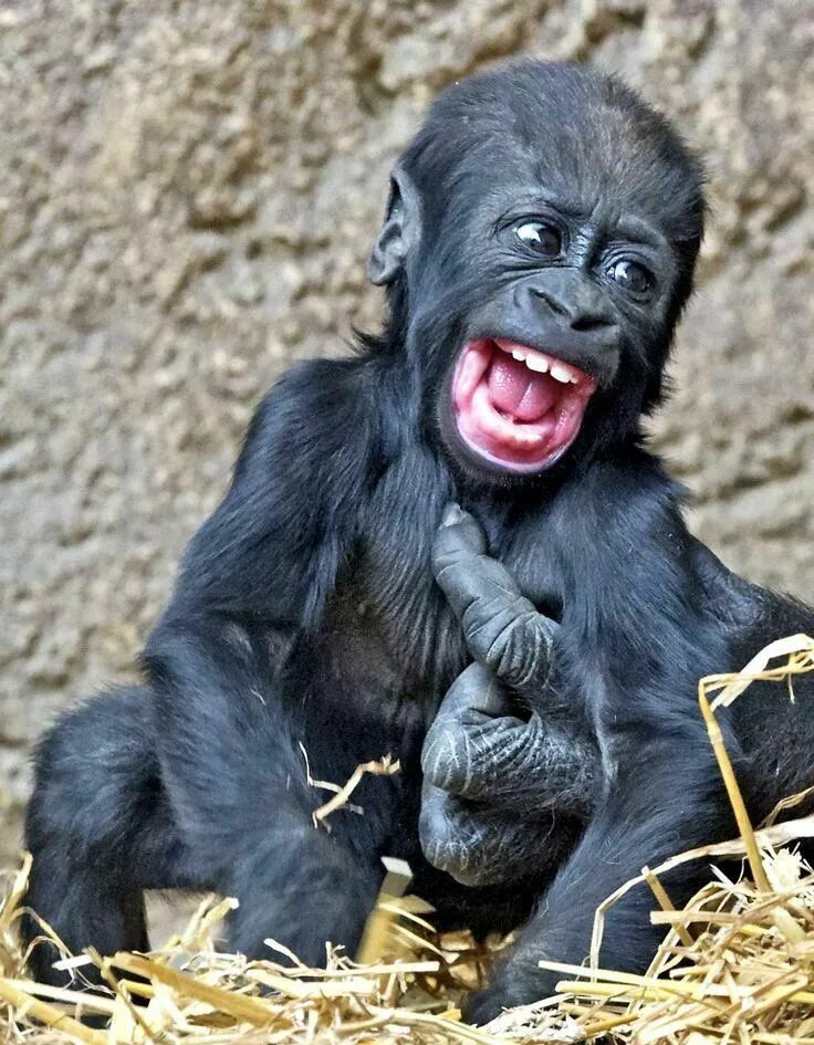 Покажи фото смешных животных Grape Apes on Twitter Smiling animals, Cute baby animals, Cute animals