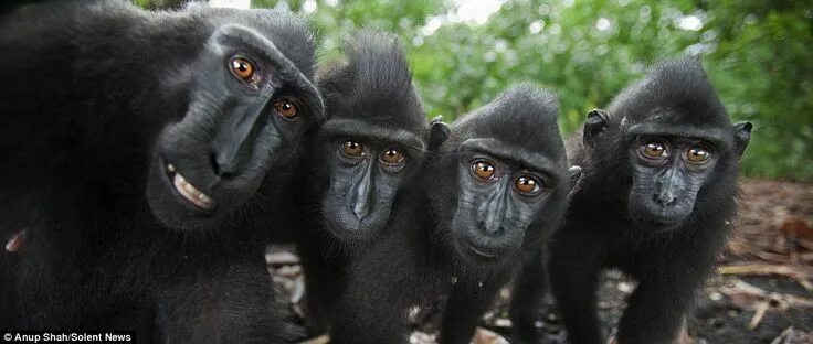 Покажи фото смешных животных Macaques show why they are happiest creatures in the animal kingdom Baby cats, C