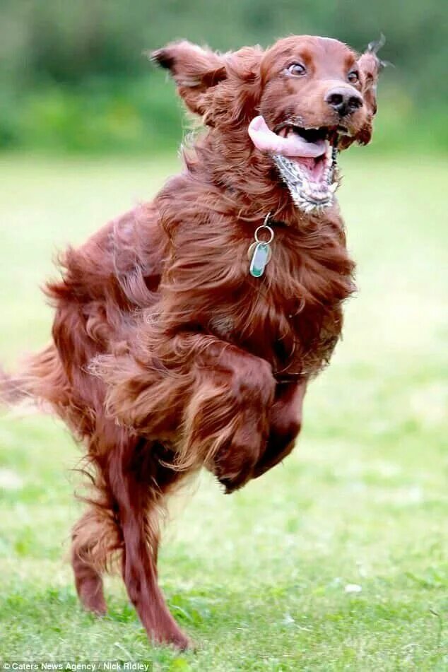 Покажи фото собак Pin on Pojjén-Funny :D Irish setter dogs, Dog pictures, Dog runs