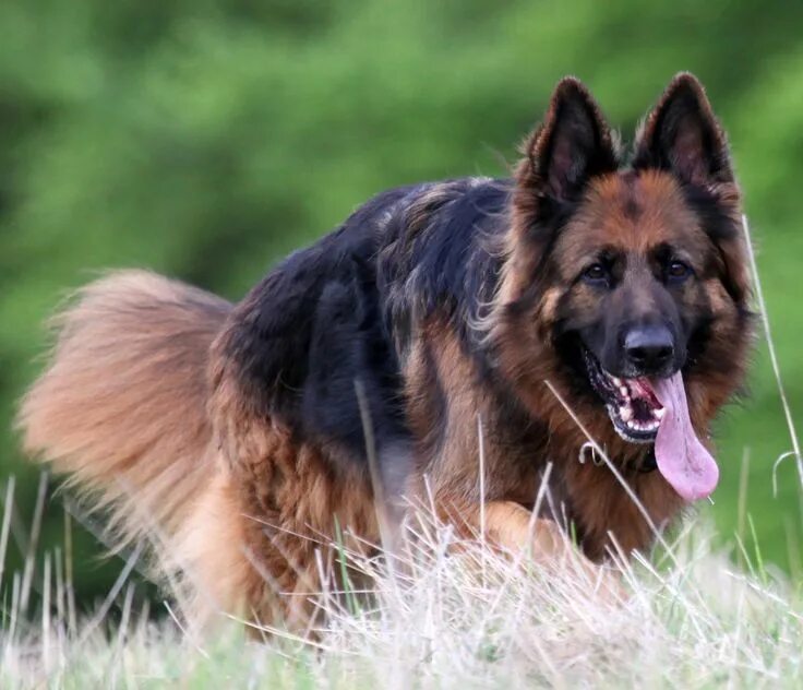 Покажи фото собаки овчарки Loyal German Shepherd German shepherd, German shepherd pictures, Shepherd