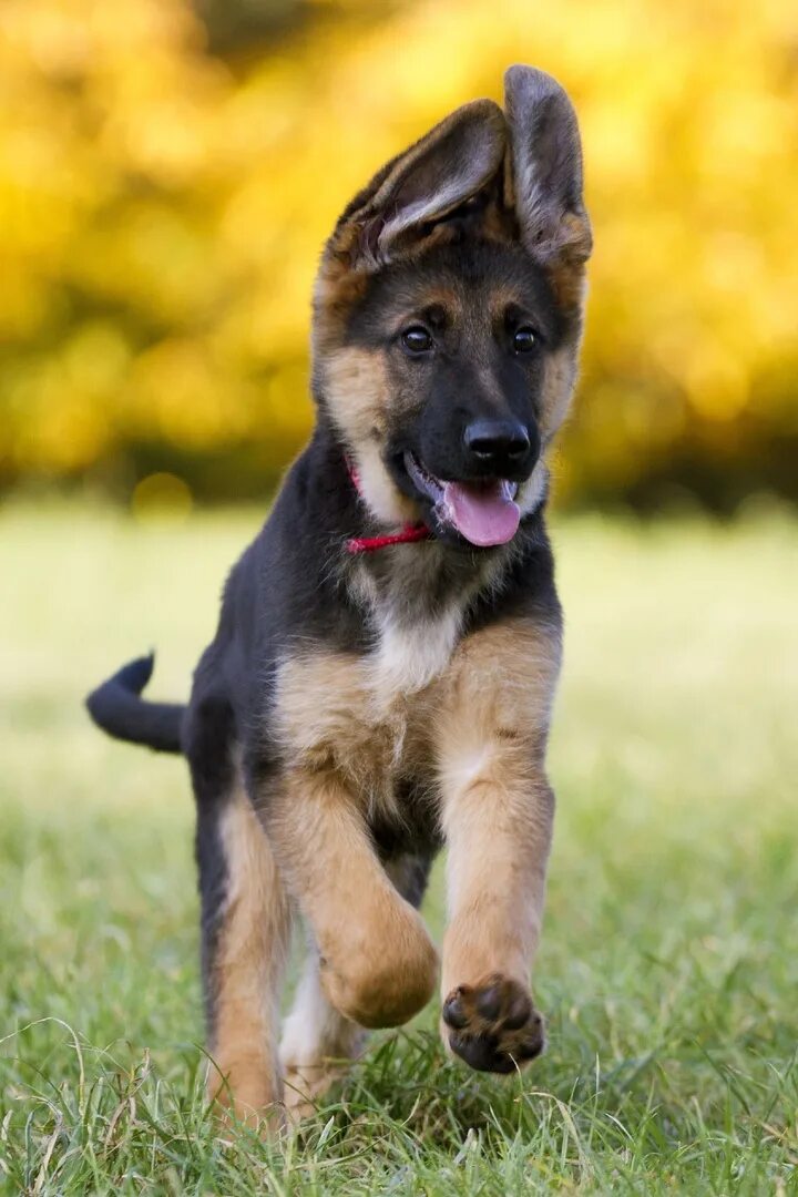 Покажи фото собаки овчарки The German Shepherd 2023 Собачники VK