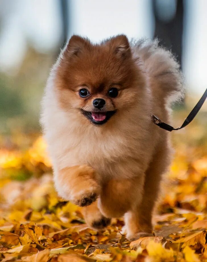 Покажи фото собаки шпиц 20 Toy Dog Breeds That Prove Big Things Come in Small Packages