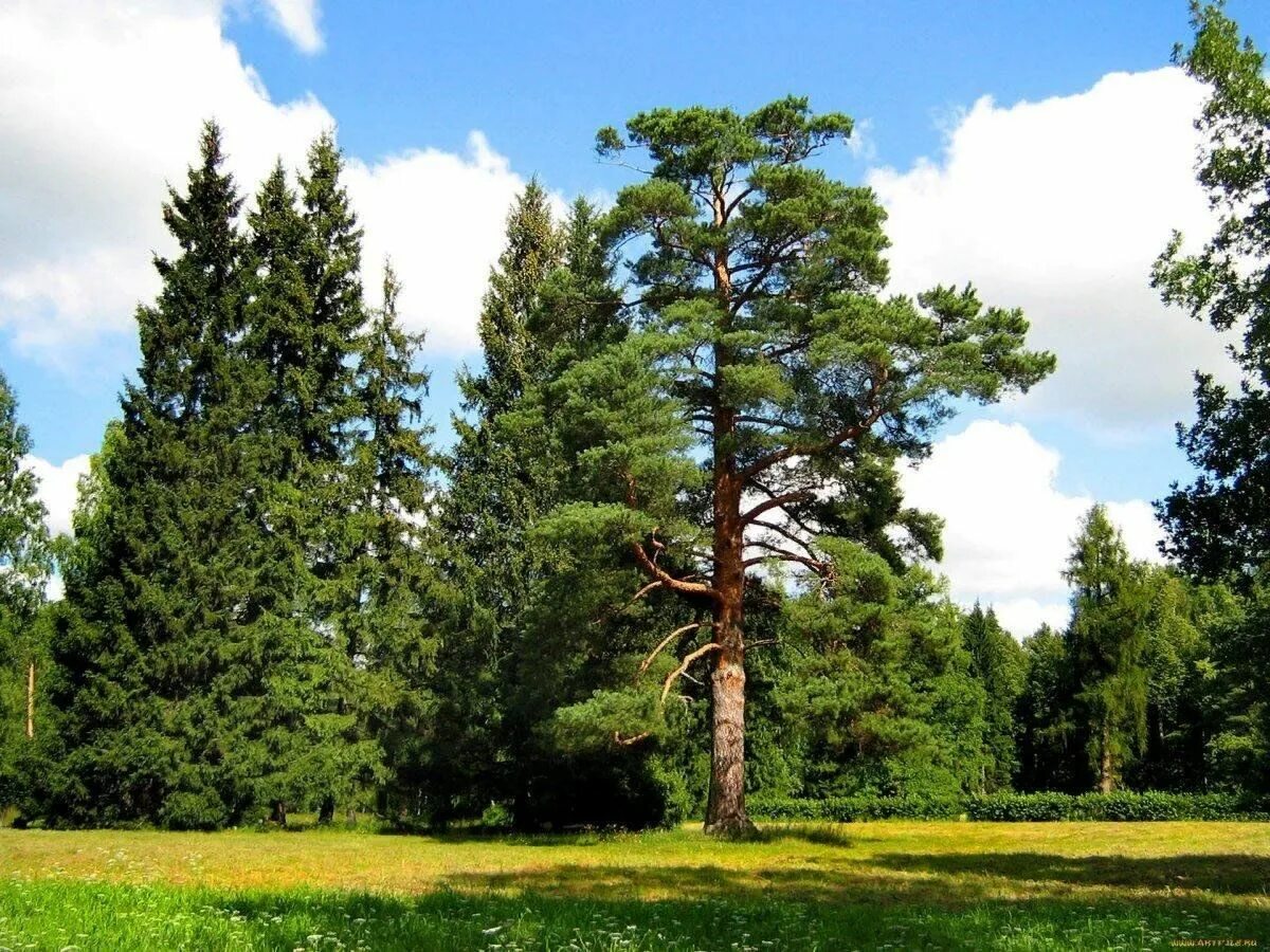 Покажи фото сосны Прогулка в сосновый лес" 2023, Каширский район - дата и место проведения, програ