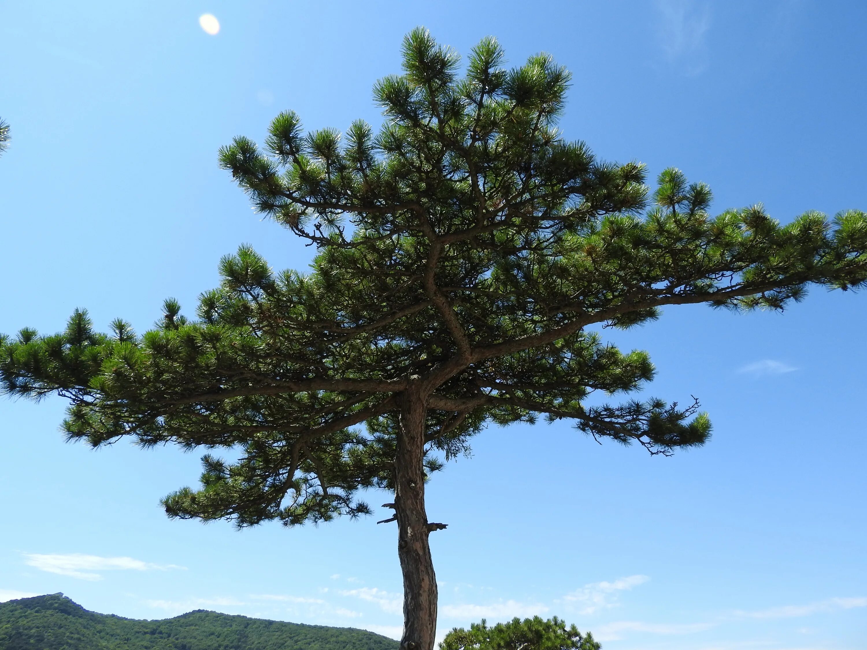 Покажи фото сосны Free Images : tree, branch, sky, evergreen, fir, conifer, spruce, larch, ecosyst