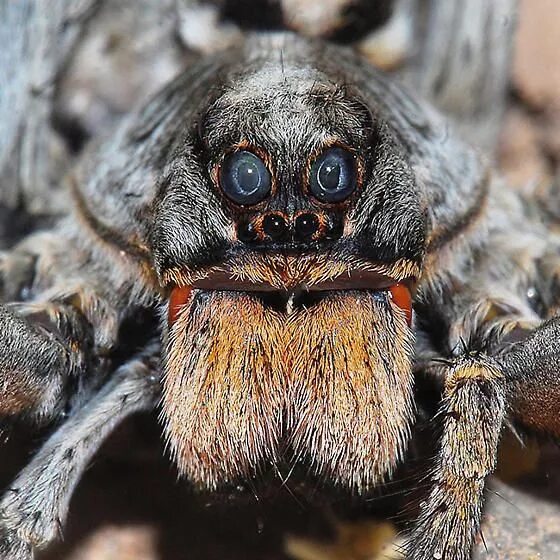 Покажи фото страшных пауков Pin on insects Wolf spider, Spider face, Creepy animals