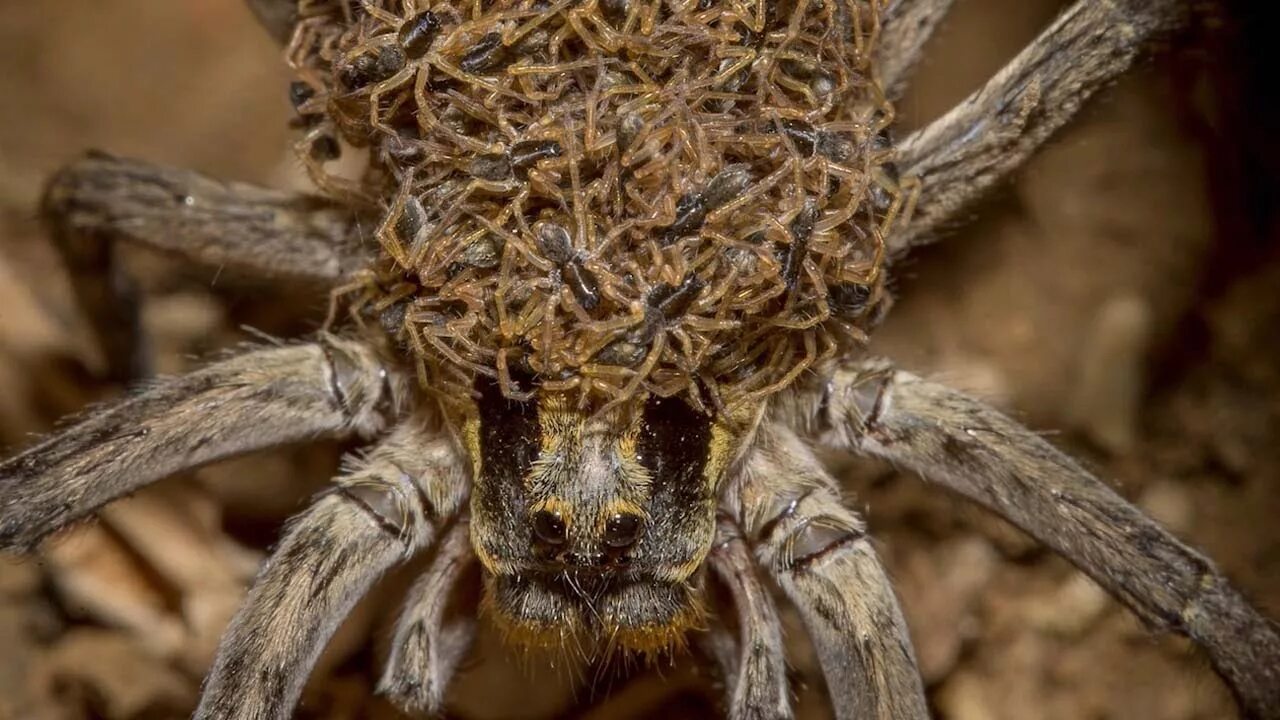 Покажи фото страшных пауков Mother Spider Caught Carrying Hundreds Of Babies - YouTube