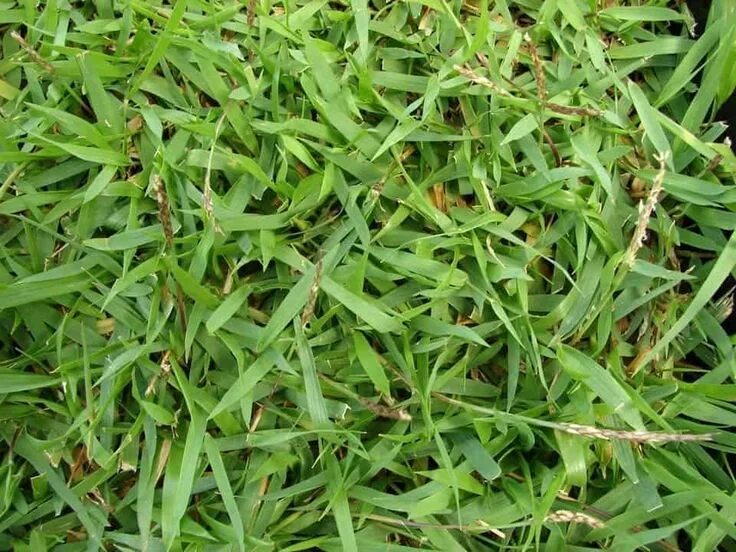 Покажи фото травы Zoysia Grass Facts, Maintenance & Comparison - ProGardenTips Zoysia grass, Shade