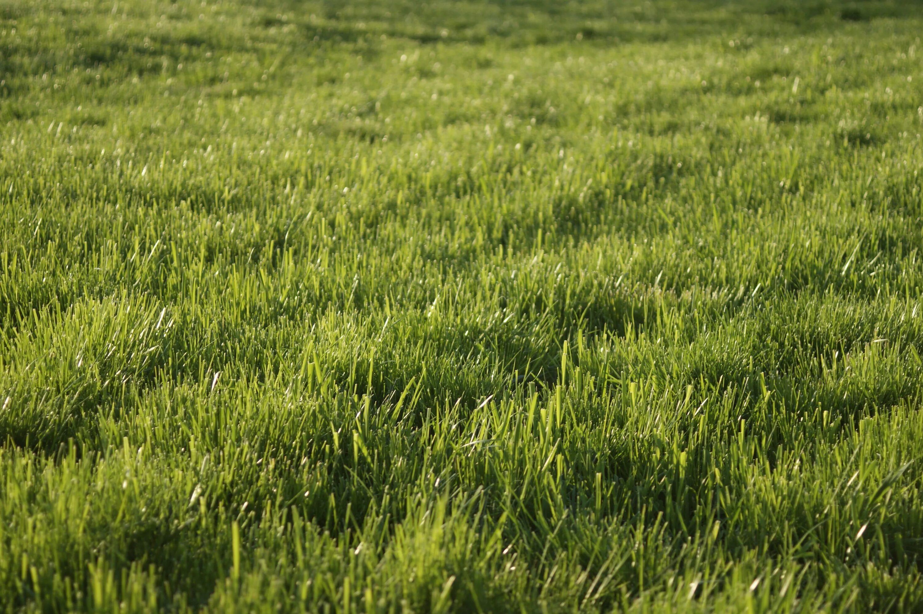 Покажи фото травы Free Images : marsh, lawn, meadow, prairie, flower, spring, green, crop, pasture