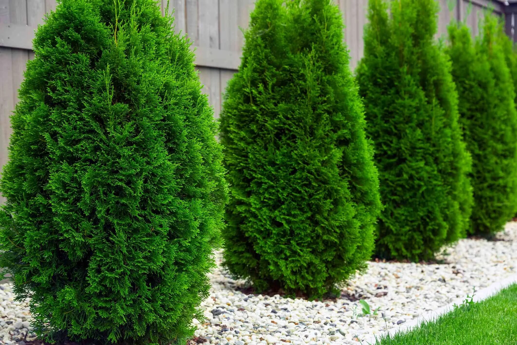 Покажи фото туи Fill in a Bare Landscape Fast With These Quick-Growing Shrubs Emerald green arbo