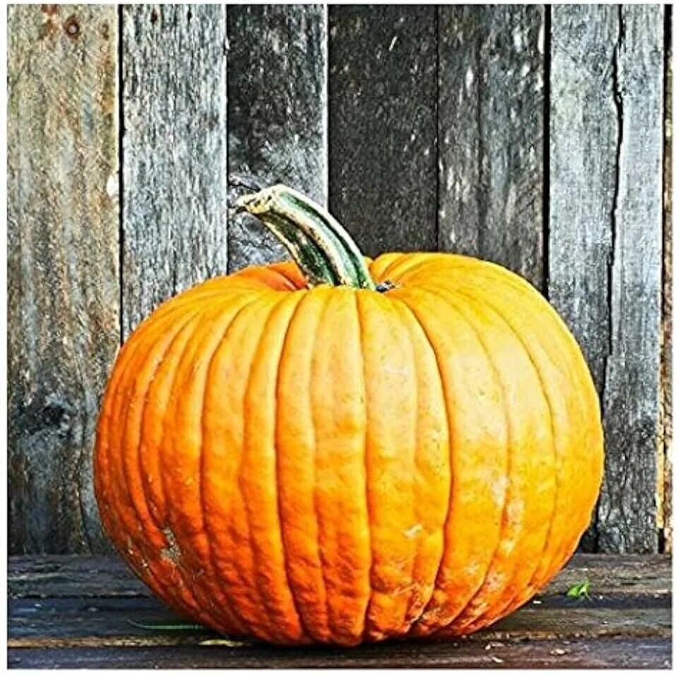 Покажи фото тыквы Amazon.com: David's Pumpkin Seeds