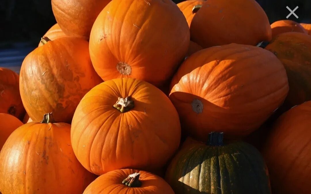 Покажи фото тыквы Pumpkin is homemade. 2022 Барахолка Кумертау Мелеуз VK