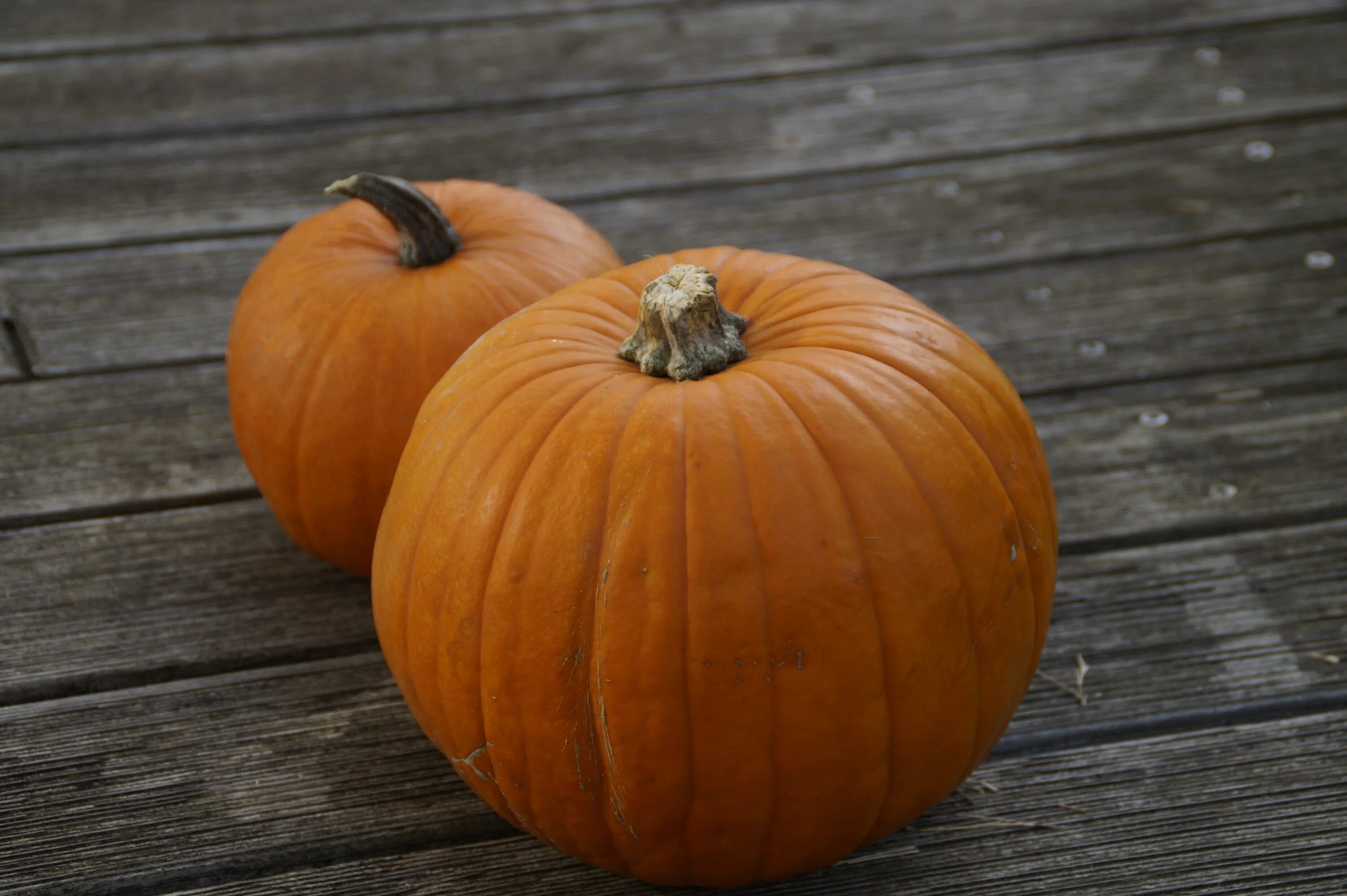 Покажи фото тыквы Free Images : orange, food, produce, halloween, gourd, thanksgiving, decorative,