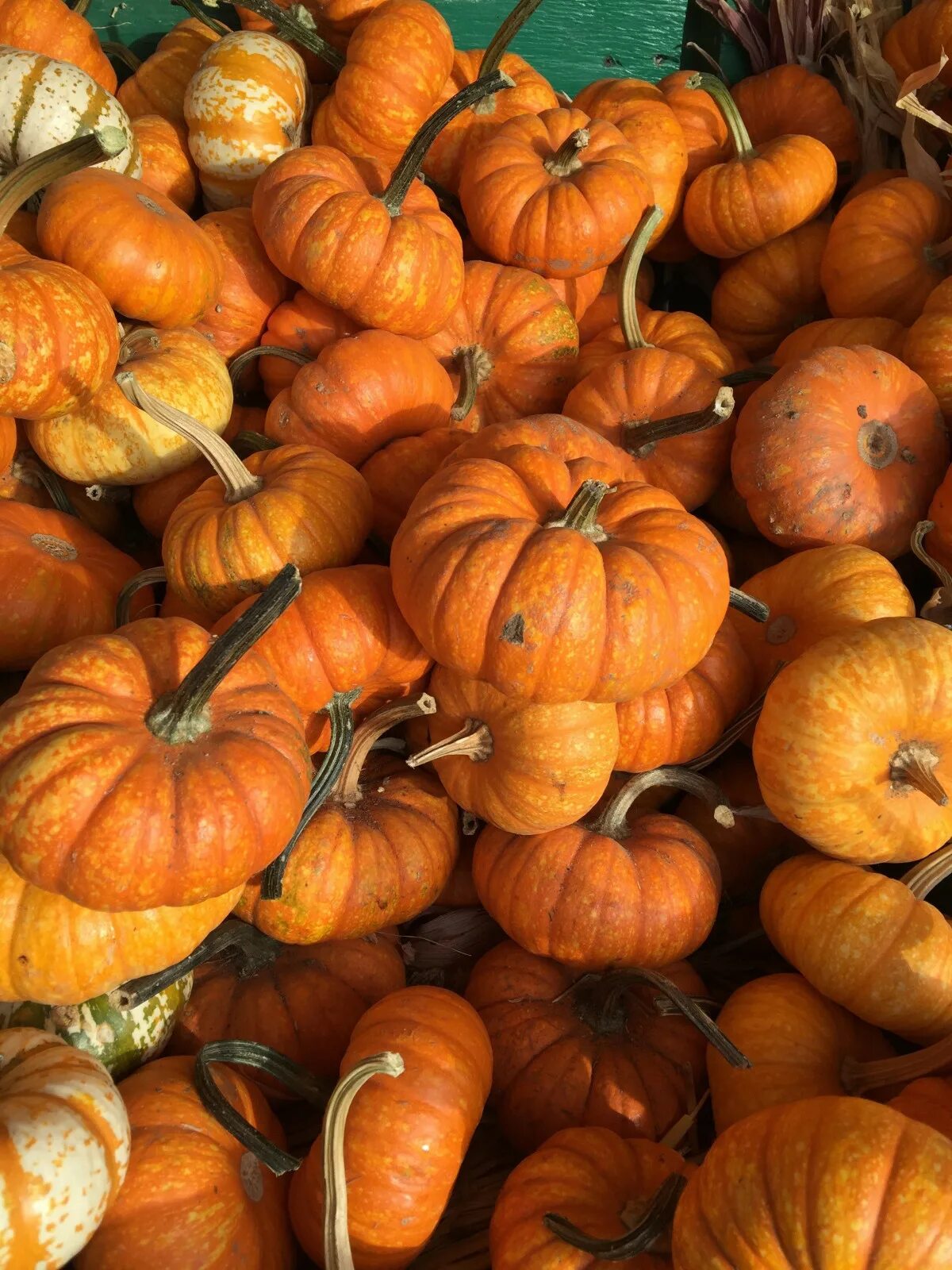 Покажи фото тыквы Free Images : fall, orange, harvest, produce, vegetable, autumn, pumpkin, gourd,