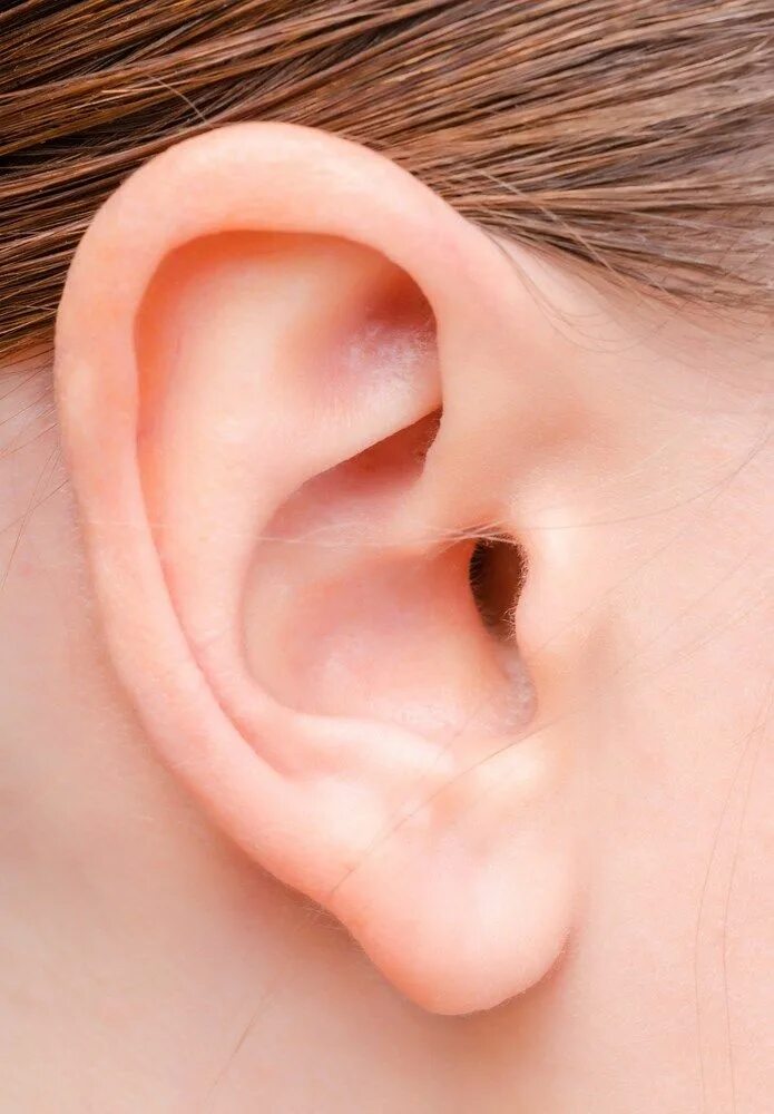 Покажи фото уха уши: 6 тыс изображений найдено в Яндекс.Картинках Ear, Human ear, Female face dr