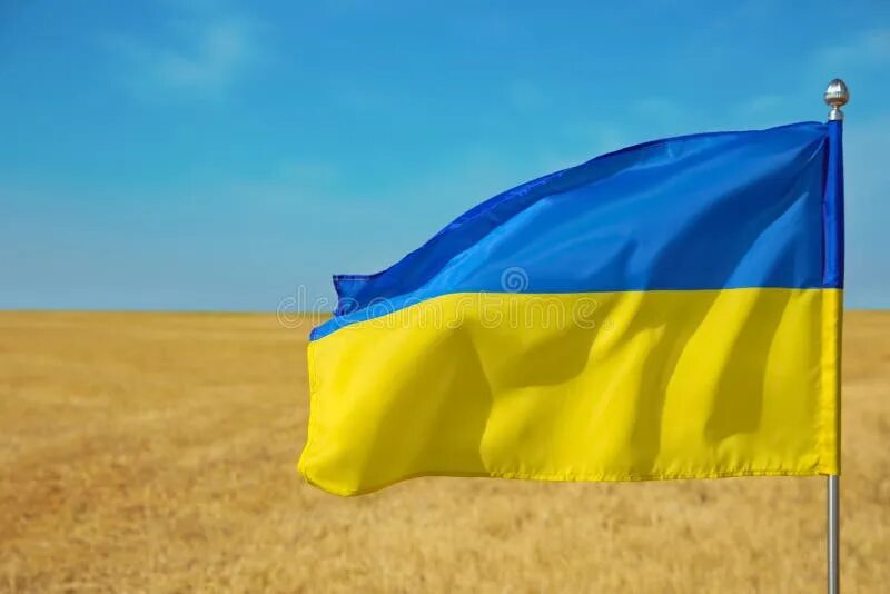 Покажи фото украинского флага National Flag of Ukraine in Wheat Field Against Blue Sky, Closeup Stock Photo - 