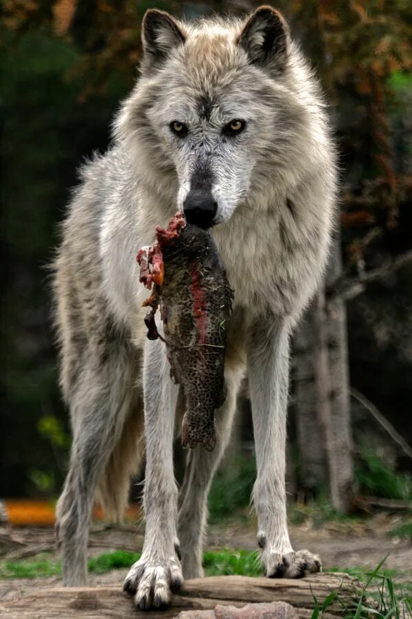 Покажи фото ужасного волка The Heart Of Wolves - her-wolf: Werewolf? There wolf! by Dario Bosi Wolf dog, Be