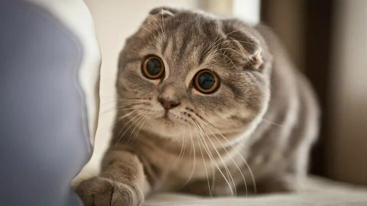 Покажи фото вислоухих кошек Scottish Fold Cat & Kittens Breed The Scottish Fold Cat is a breed of domestic c