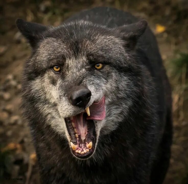 Покажи фото волка Pin by Destinee Jakubowski on lupi Wild wolf, Wolf hybrid, Maned wolf