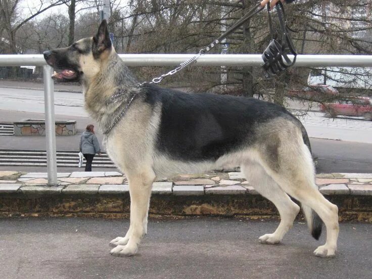 Покажи фото восточно европейской овчарки Пин на доске Dogs Овчарка, Собаки, Собачки