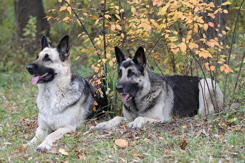 Покажи фото восточной овчарки ВОСТОЧНОЕВРОПЕЙСКАЯ ОВЧАРКА. Щенки восточноевропейской овчарки