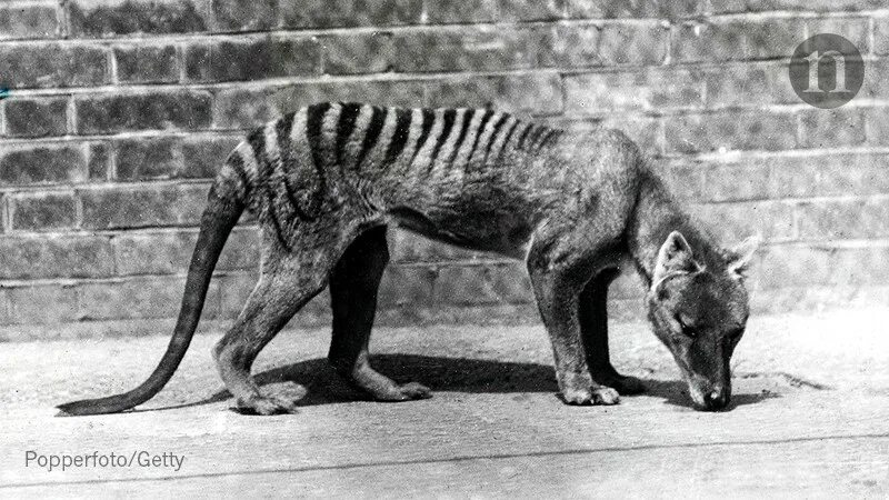 Покажи фото вымерших животных Tasmanian tiger genome offers clues to its extinction