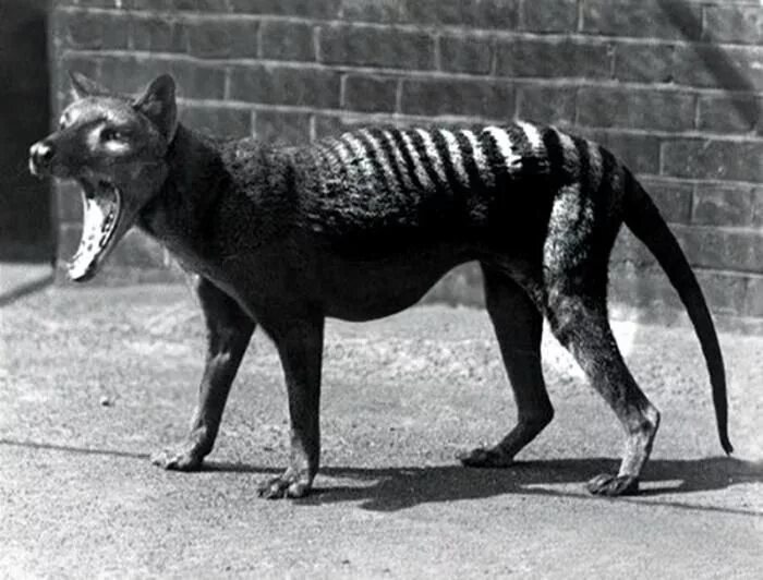 Покажи фото вымерших животных What is a thylacine and why are researchers running to Australia to see if they 