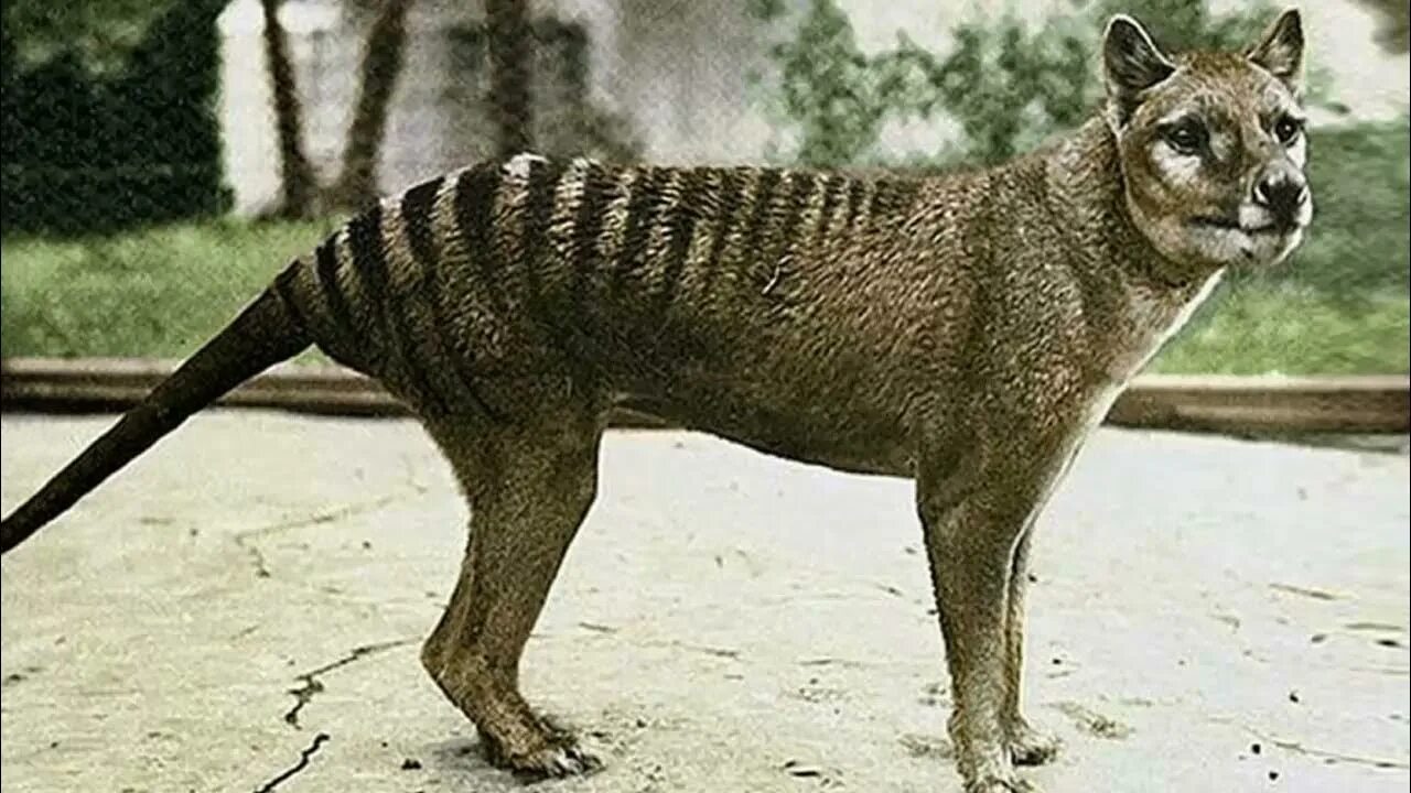 Покажи фото вымерших животных Тасманский тигр и его история. Tasmanian tiger and its history - YouTube