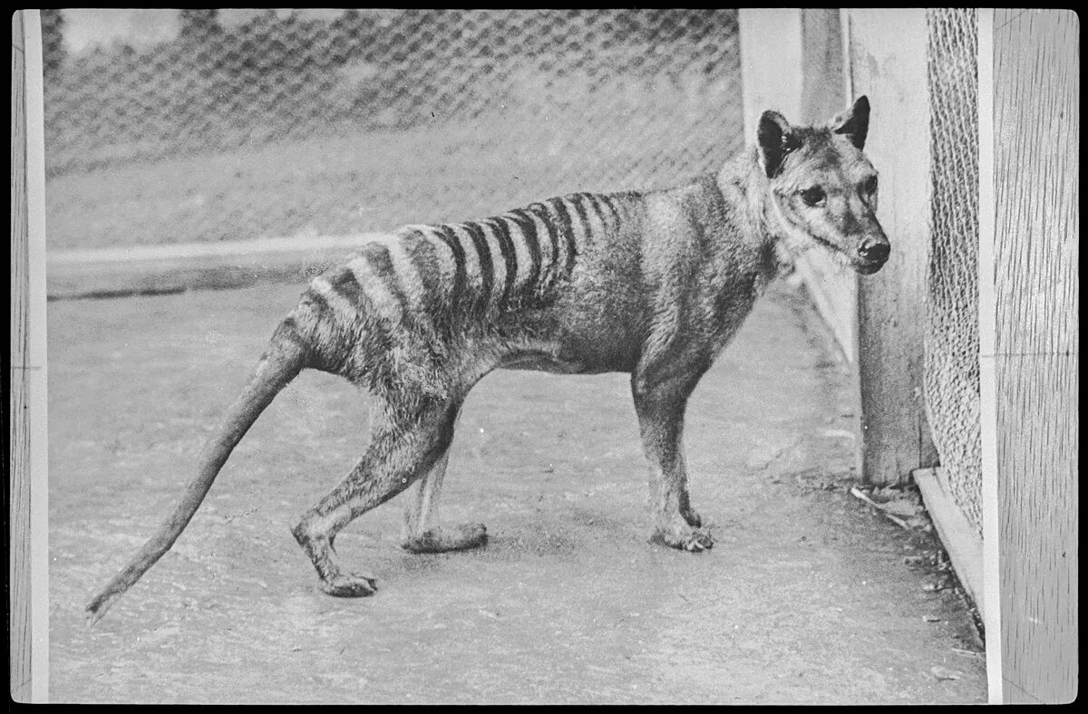 Покажи фото вымерших животных File:Thylacine at Beaumaris Zoo, 1936 (NS4371-1-1063).jpg - Wikipedia