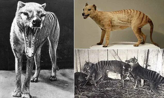 Покажи фото вымерших животных The real reason the Tasmanian thylacines are extinct