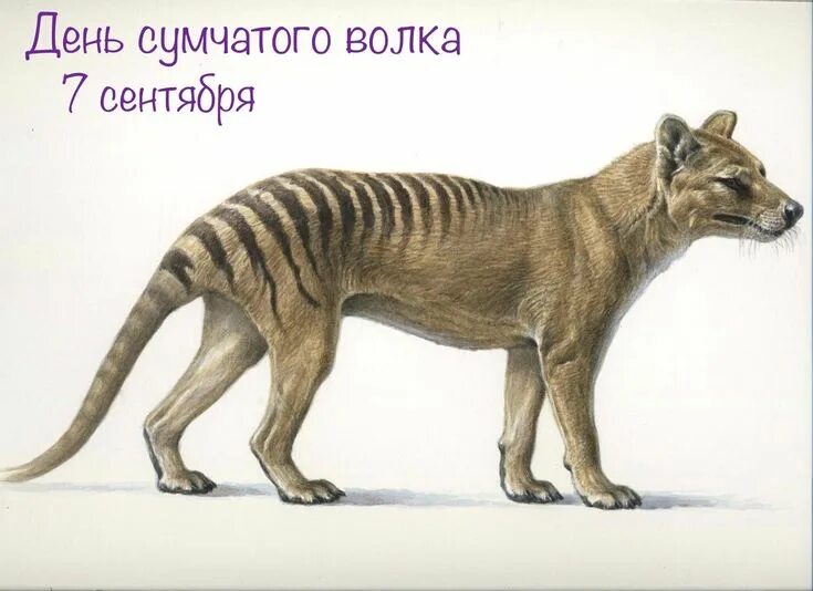 Покажи фото вымерших животных Pin by Lnh Krsk on Картинки к праздникам - сентябрь Thylacine, Prehistoric wildl