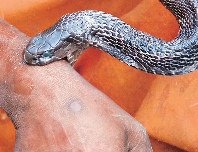 Покажи фото ядовитой змеи Govt working on guidelines to deal with snakebites - India Today