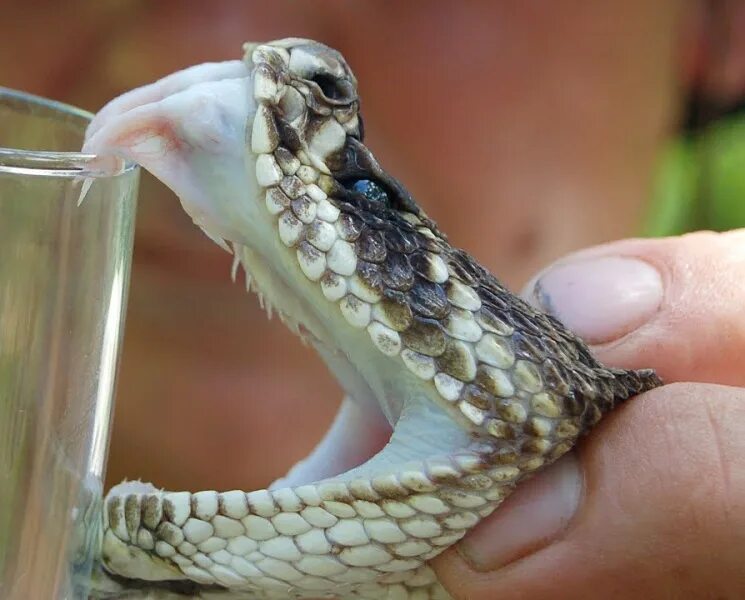 Покажи фото ядовитой змеи Нейротоксин яда гремучих змей Crotalus durissus terrificus как средство против р