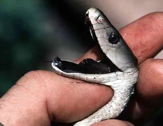 Покажи фото ядовитой змеи Poisonous snakes, Black mamba snake, Snake venom