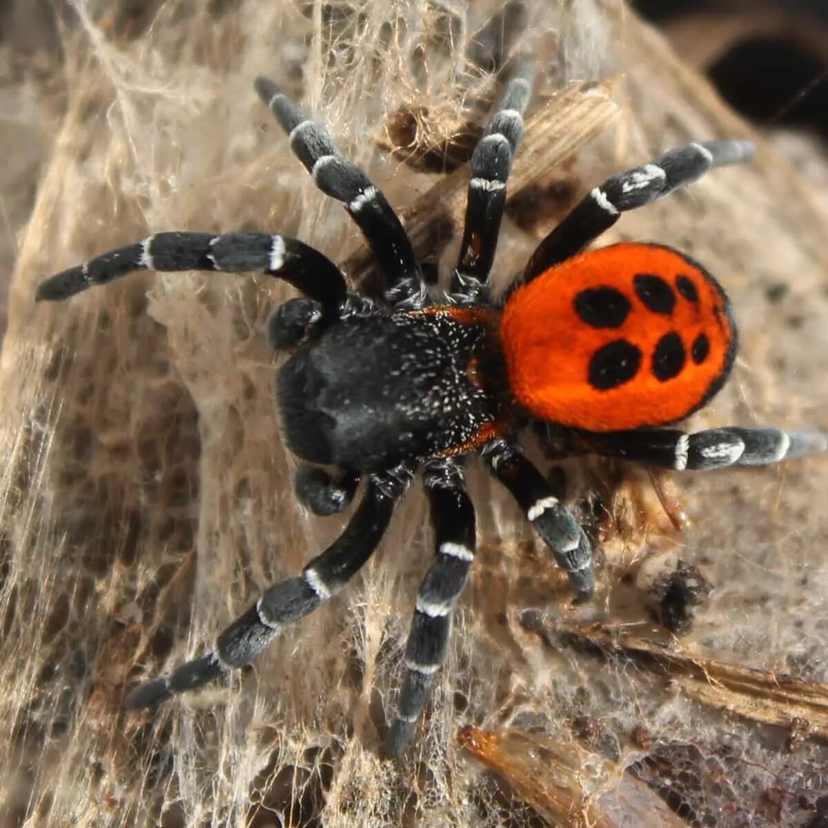 Покажи фото ядовитых пауков The Ladybird Spider - winter talks. - Back From The Brink