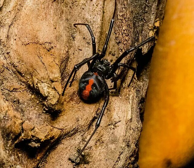 Покажи фото ядовитых пауков File:Redback Spider Latrodectus hasselti .jpg - Wikipedia