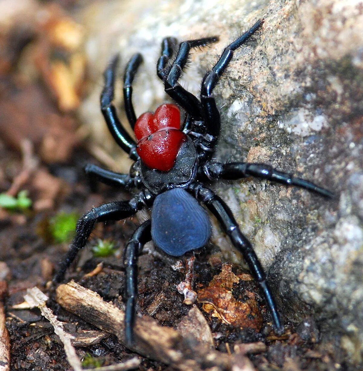 Покажи фото ядовитых пауков Actinopodidae - Википедия