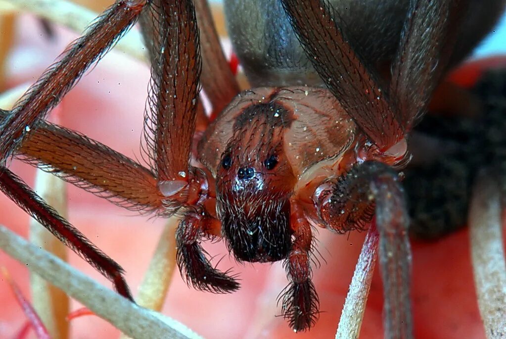 Покажи фото ядовитых пауков Brown recluse Female , 10 - 11 mm Very poisonous. Mike Keeling Flickr