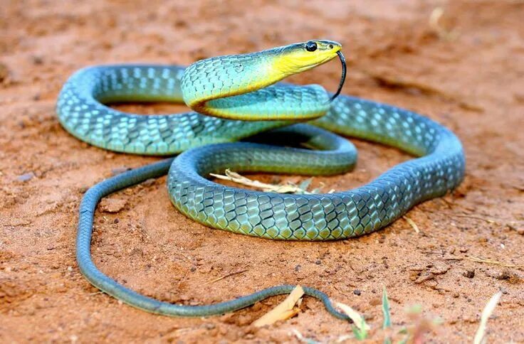 Покажи фото ядовитых змей These Colorful Snakes Are Among The Most Beautiful Creatures On The Planet Color