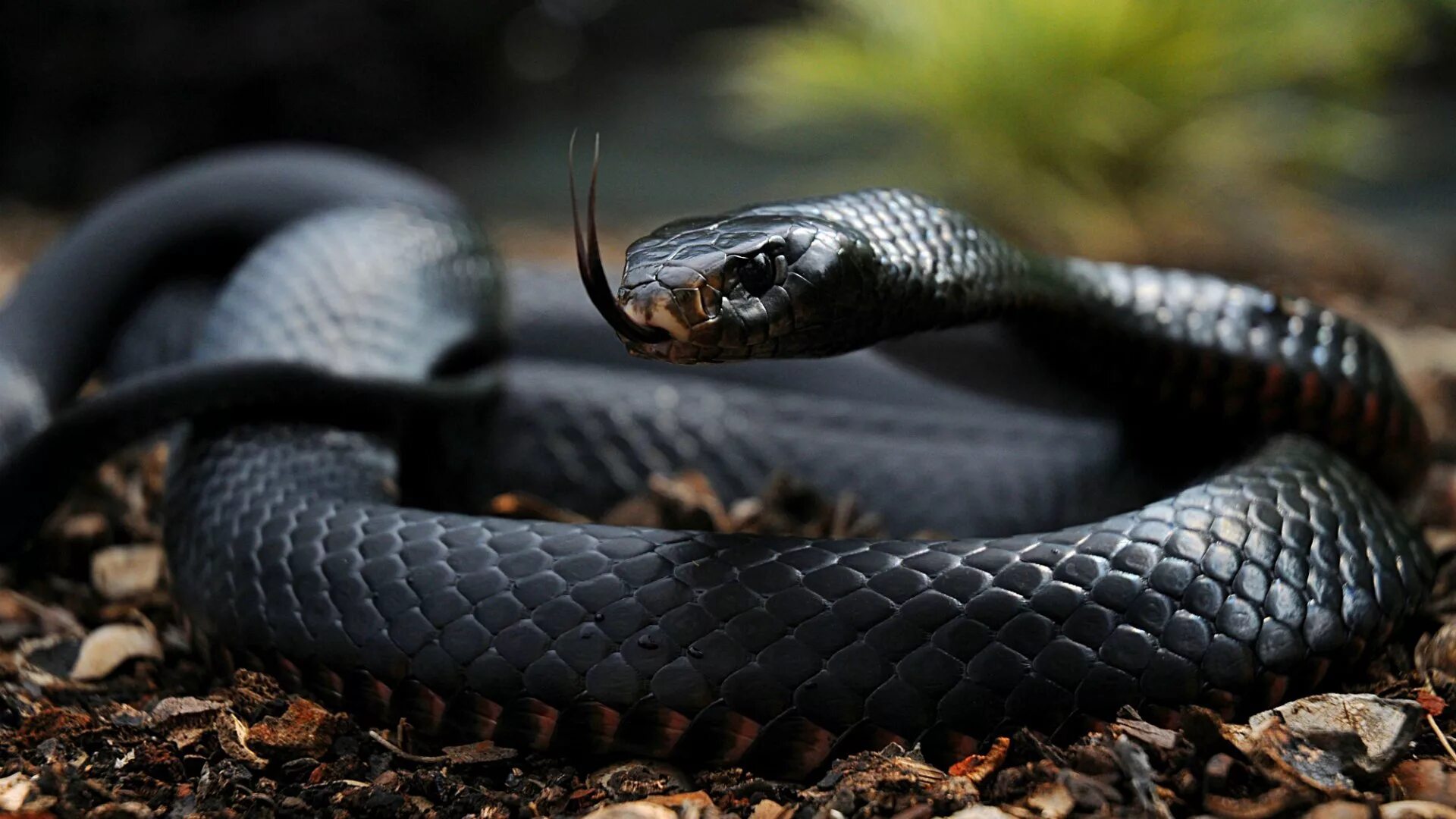 Покажи фото ядовитых змей Black mamba snake Desktop wallpapers 1024x1024